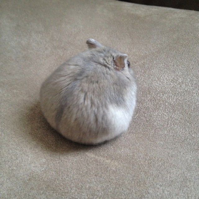 vQFbWu