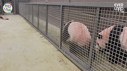 vTMoci.gif