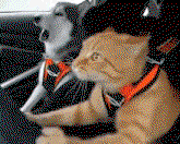 vZppZb.gif