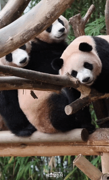 vcSHsN.gif