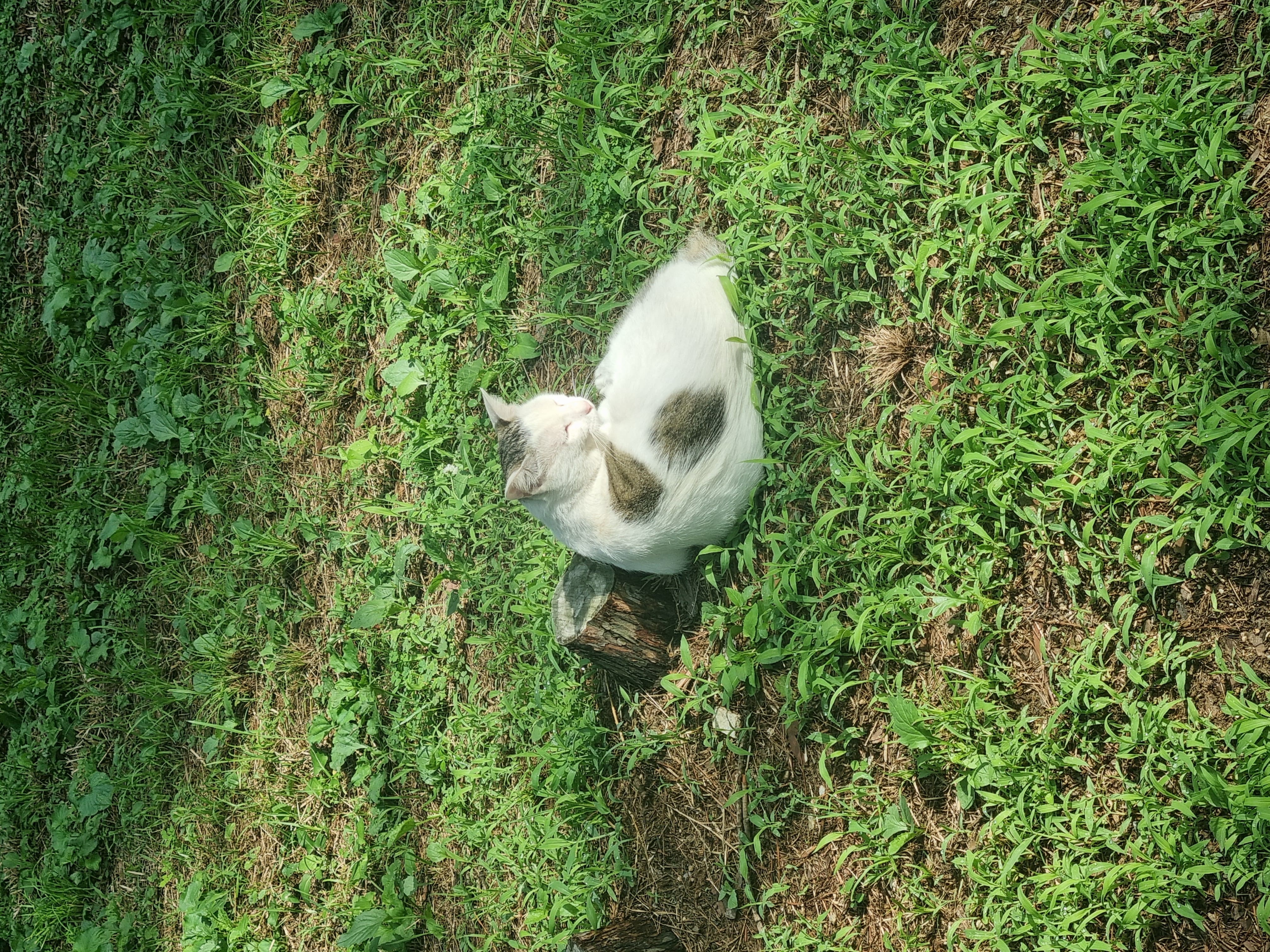 vczdAW
