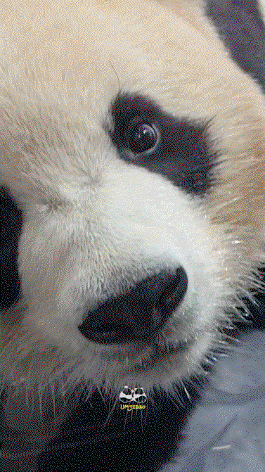 vevfag.gif