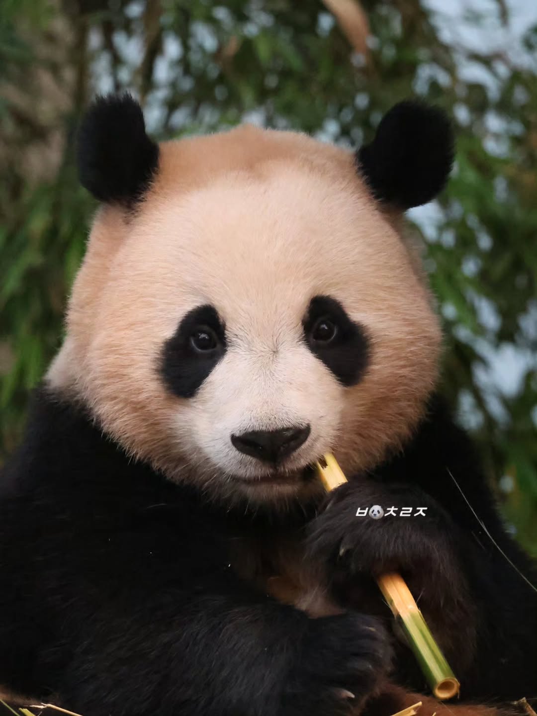 vgptfx