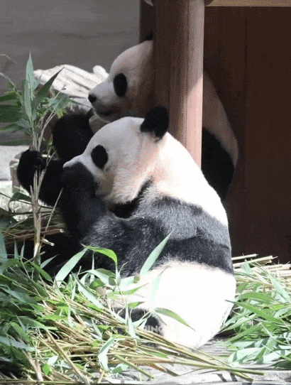 vmpbrn.gif