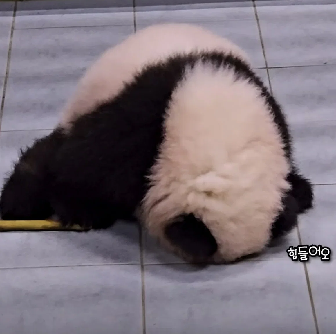 vnWaWW