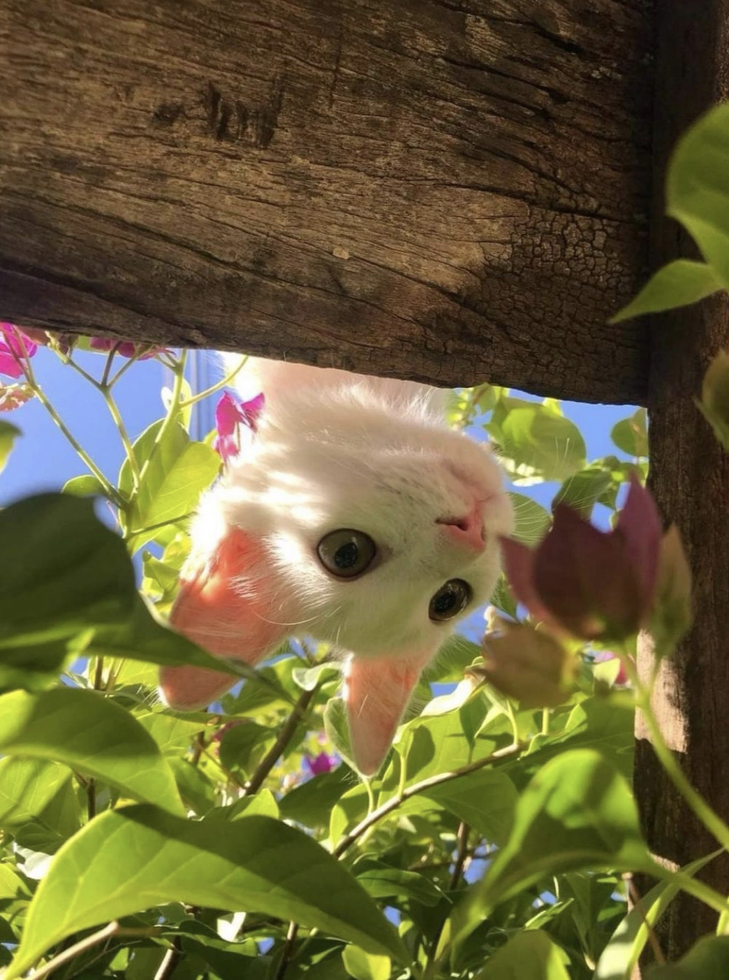 더쿠 - 지브리 스타일 고양이 팀버튼 스타일 고양이.jpg