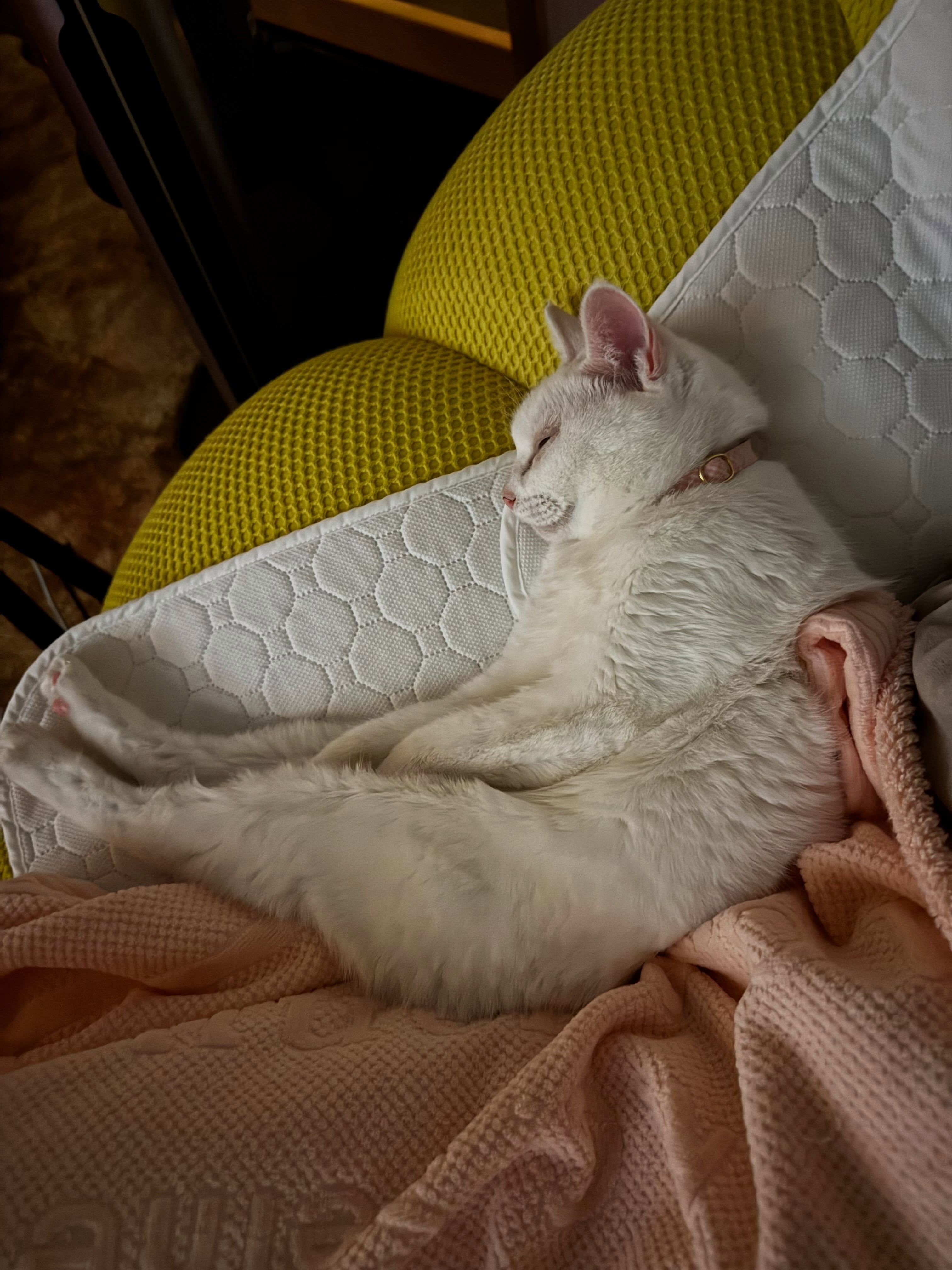 vtIcat