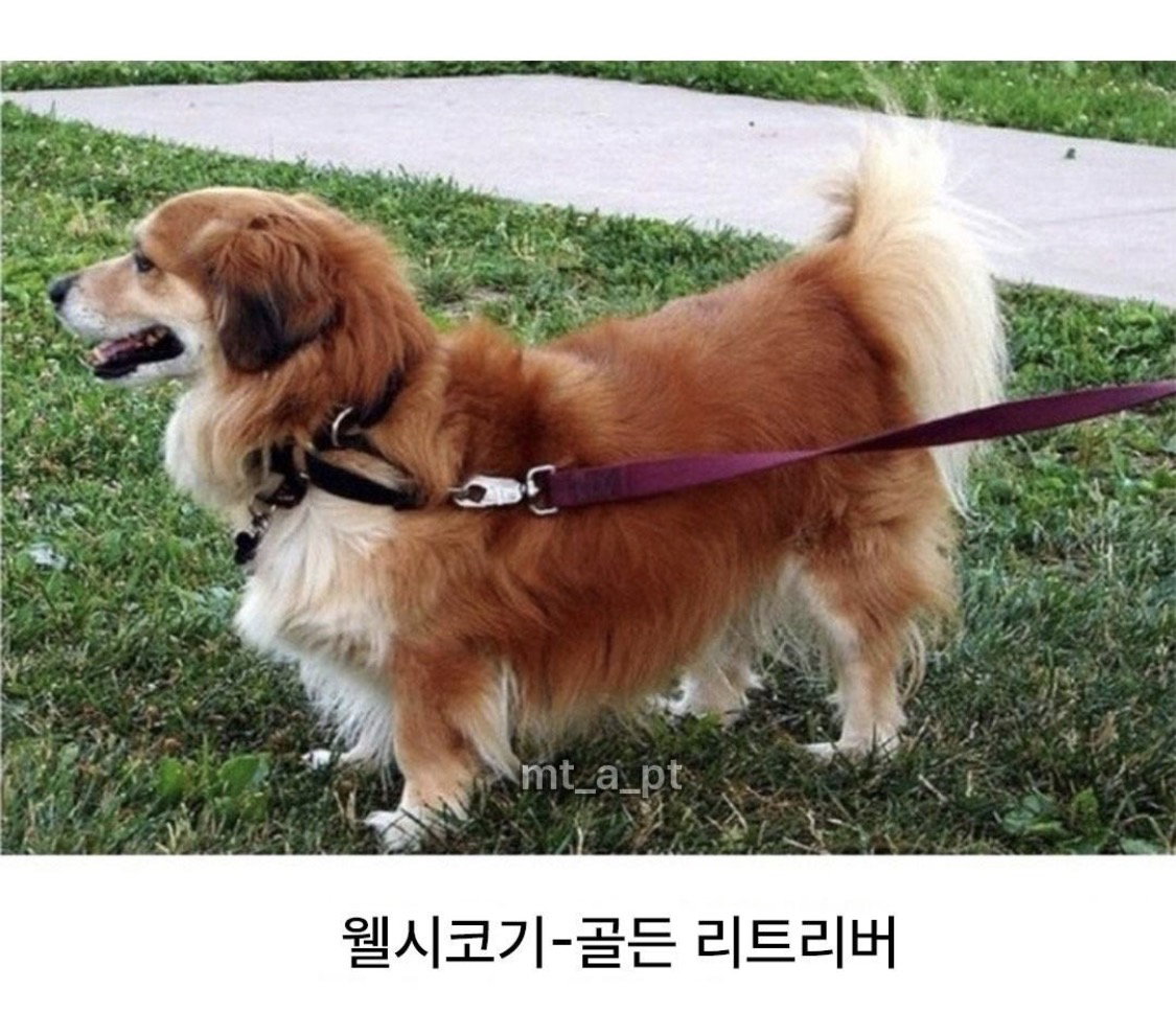 vtXXHT
