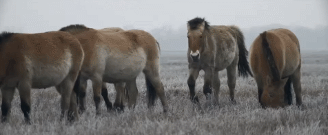 vvWFcA.gif