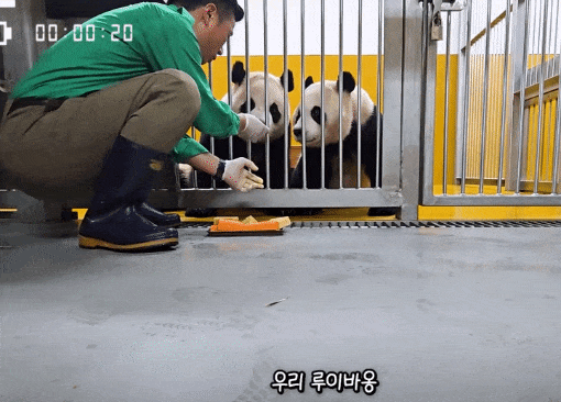 vvYdjX.gif