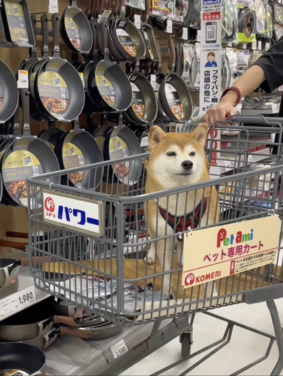 vyFWtx