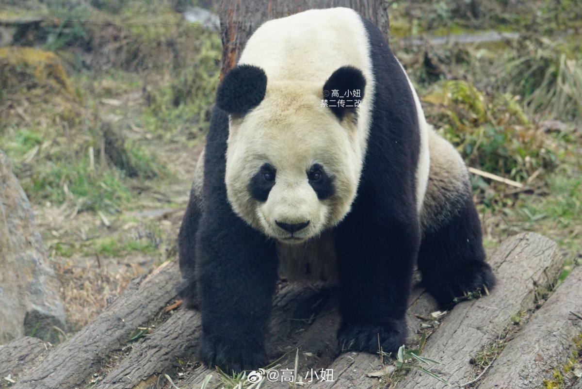 vykdLe