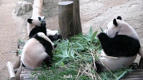 wAHCcE.gif