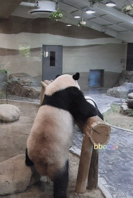 wBcSHu.gif