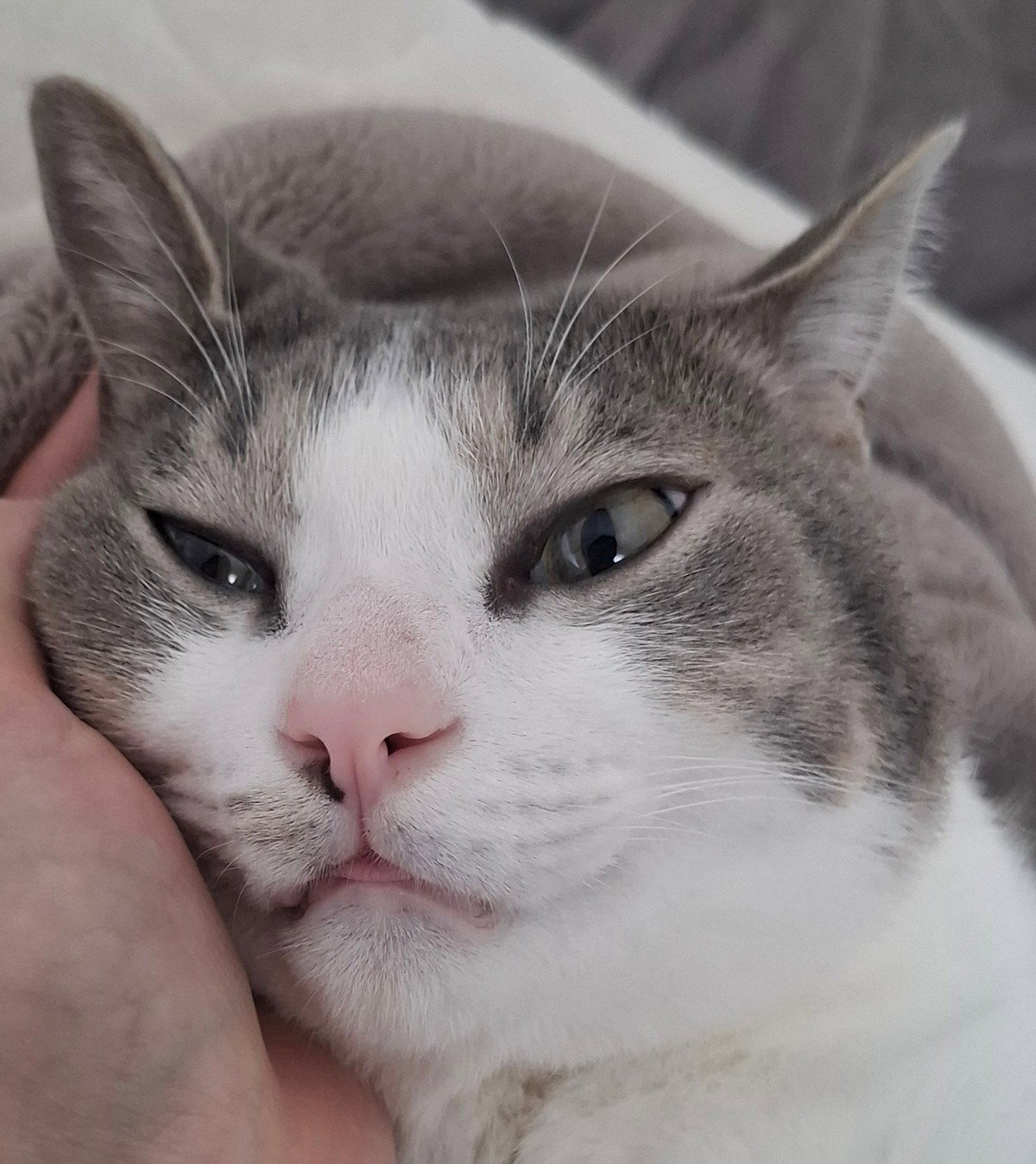 wCvRUv