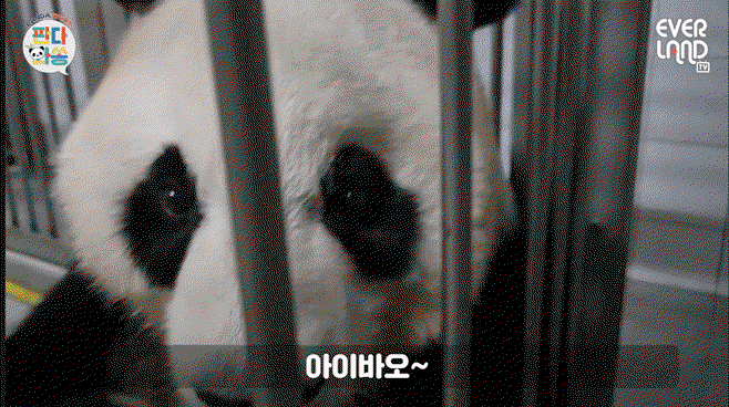 wHVYwM.gif