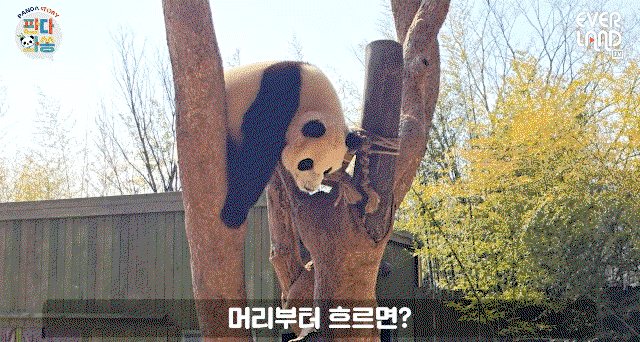wMFqBn.gif