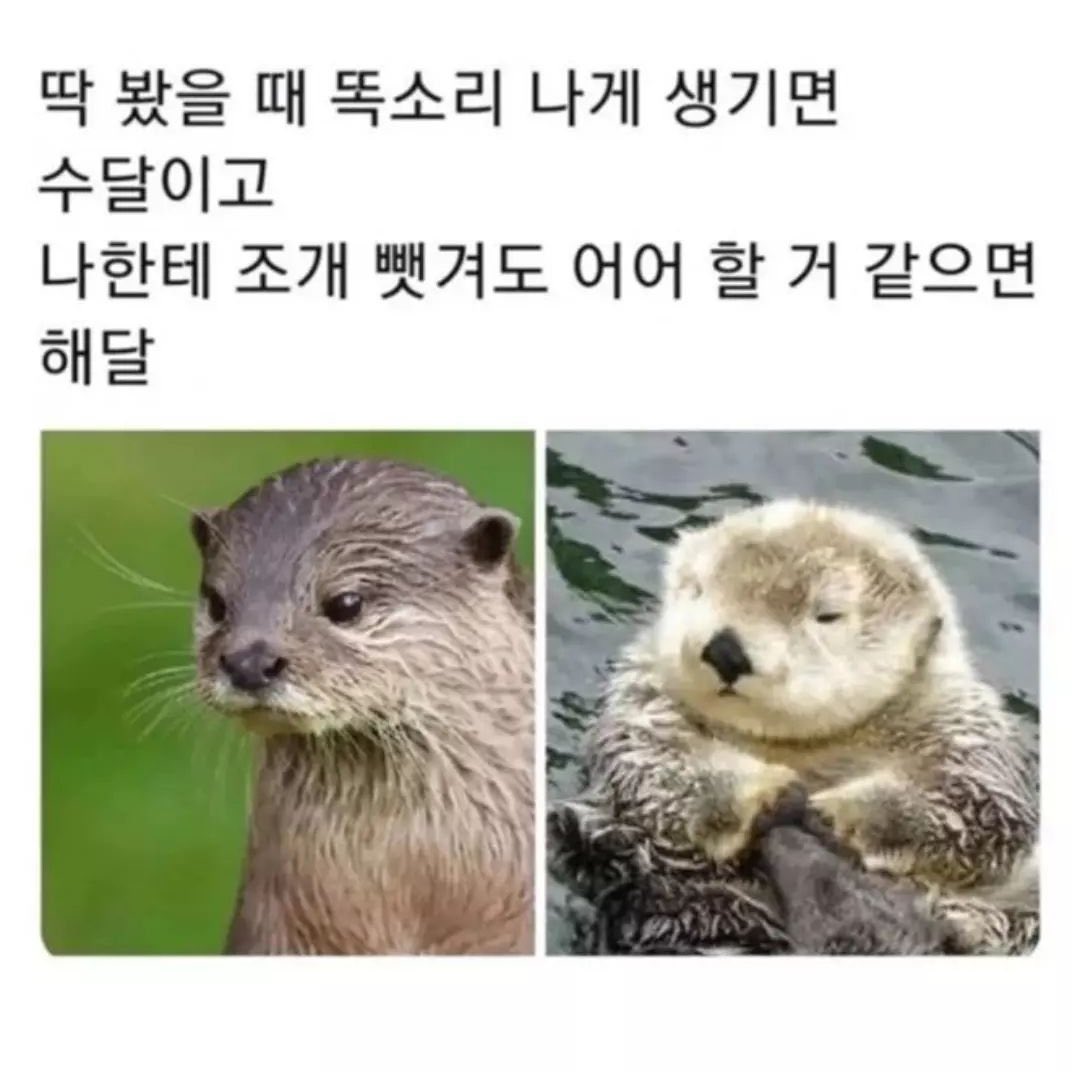 더쿠 - 딱 봐서 똑소리나게 생기면 수달, 조개뺏겨도 어어 할것 같으면 해달..이 실존하는 팬싸인회장.x