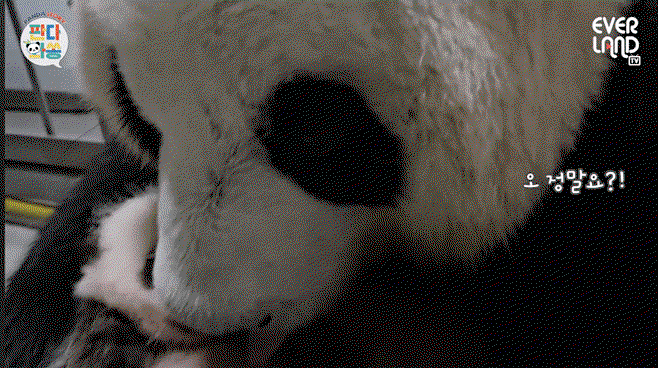 wZfeNv.gif