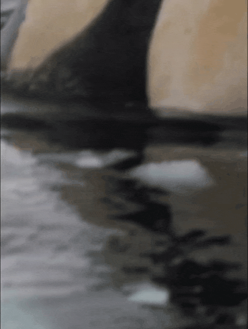 wdGdSC.gif