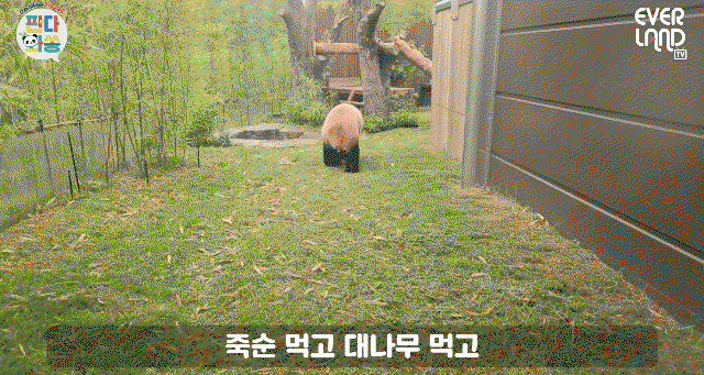 wmvAsy.gif