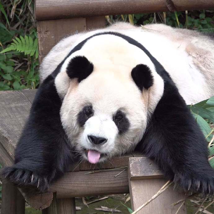 wobWWO