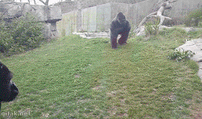 xCrPxX.gif
