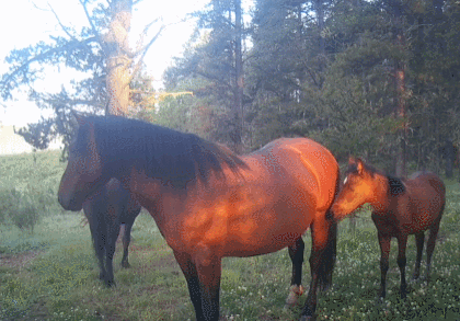 xDOvtW.gif