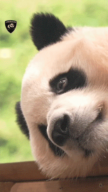 xOBQpj.gif