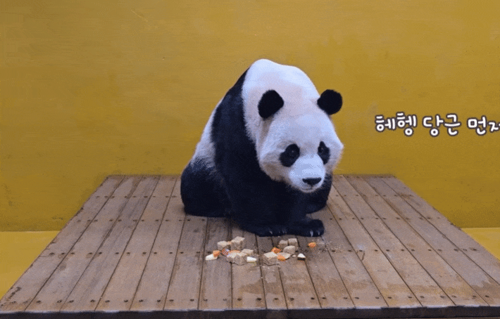 xPDcVv.gif