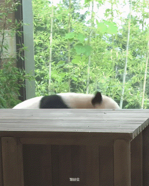 xVoPoa.gif