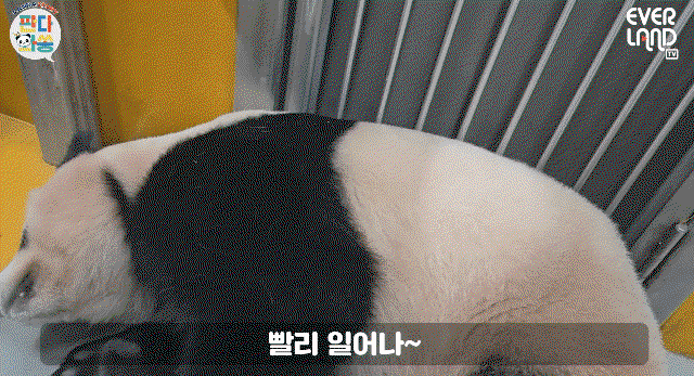 xbmorC.gif