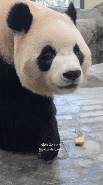 xgaGmR.gif
