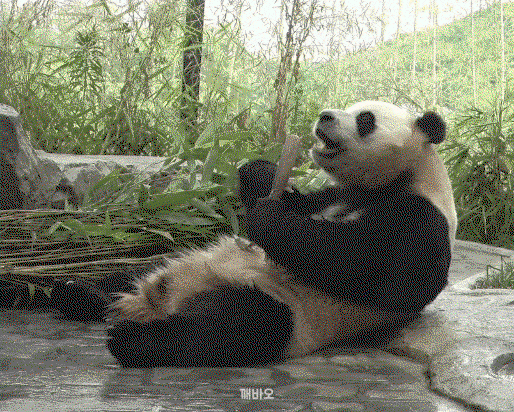 xhnHXS.gif