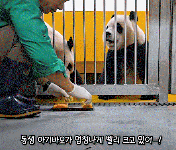 xmFQAq.gif