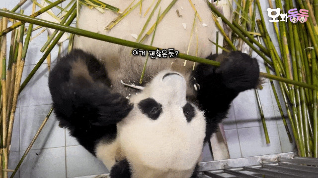 xqIbtg.gif