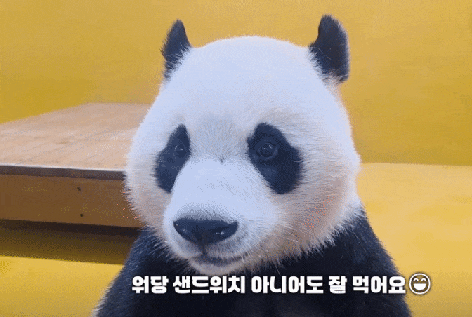 yJUWoQ.gif