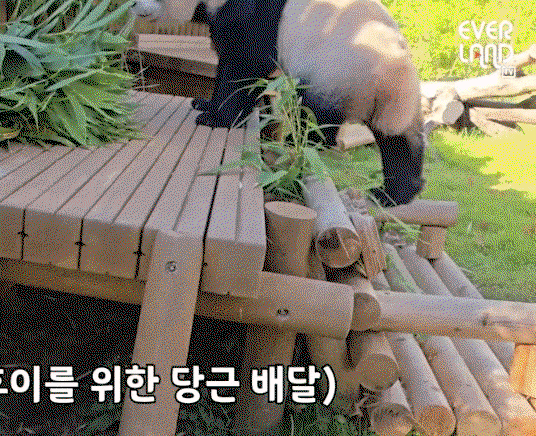 yZHLrT.gif
