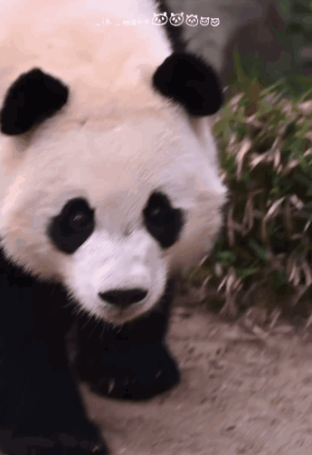 ypYQRF.gif