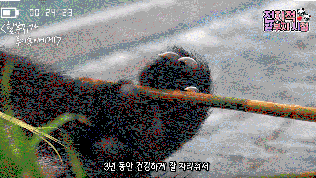 yzNlIY.gif
