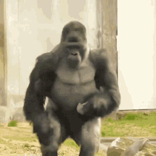 yzwusN.gif