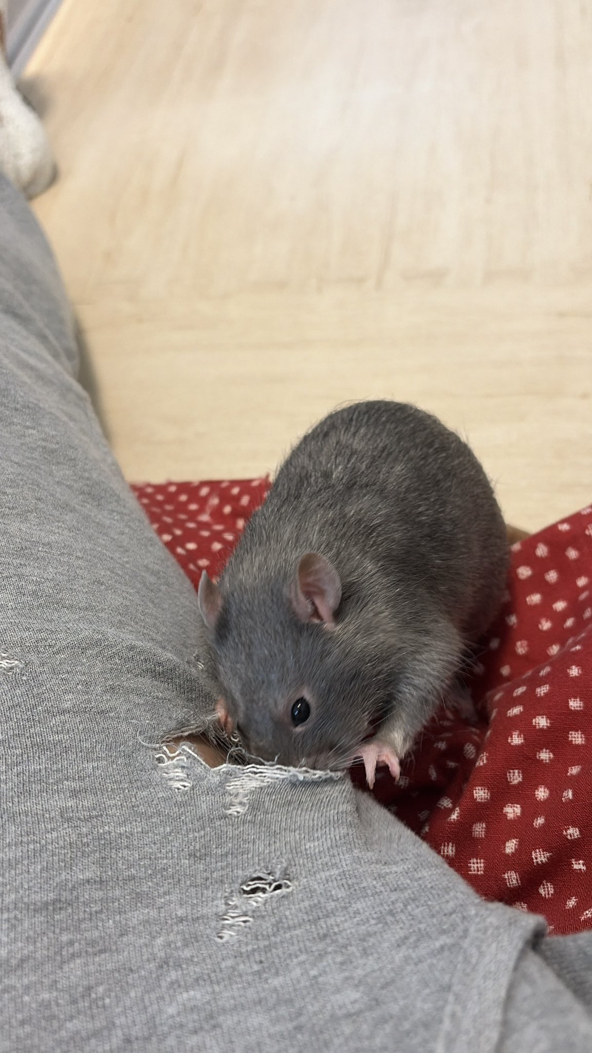 zAtLdo
