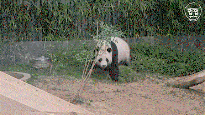 zBDixg.gif