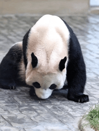 zBSBDr.gif