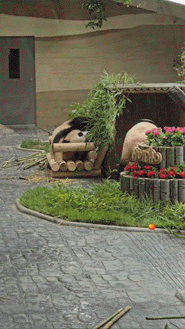 zCmBhv.gif
