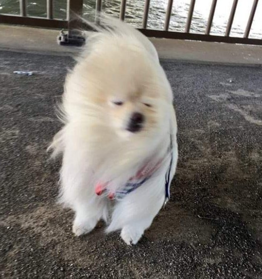 zFRVqE