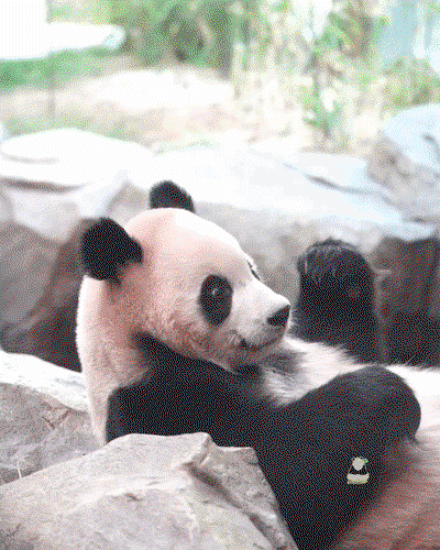 zXuLiZ.gif