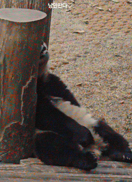 zfbWyQ.gif