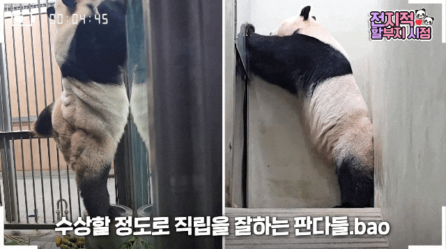 ziABAO.gif