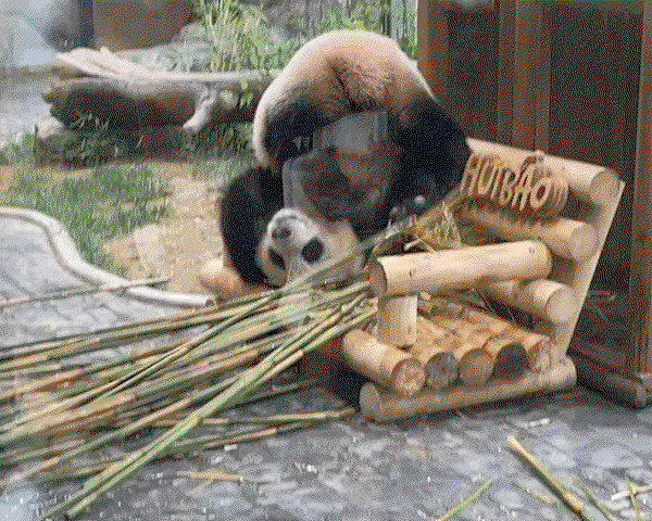 zmEOBl.gif